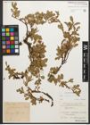 Foto von Salix retusa L.